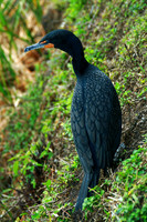 Double Crested Cormorant