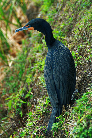 Double Crested Cormorant