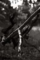 Branch-July 15