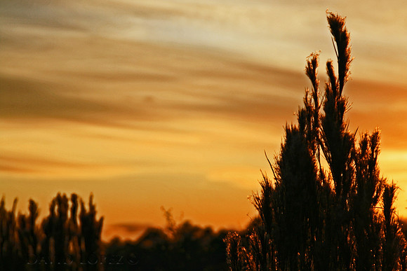 Golden grass