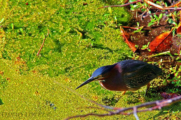 Green Heron