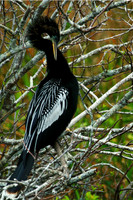 Anhinga 1