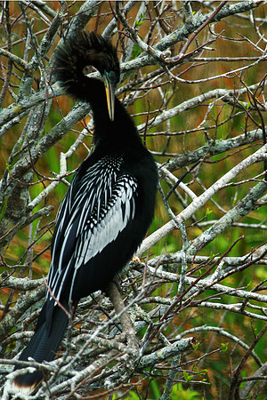 Anhinga 1