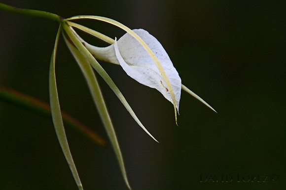 White orchid