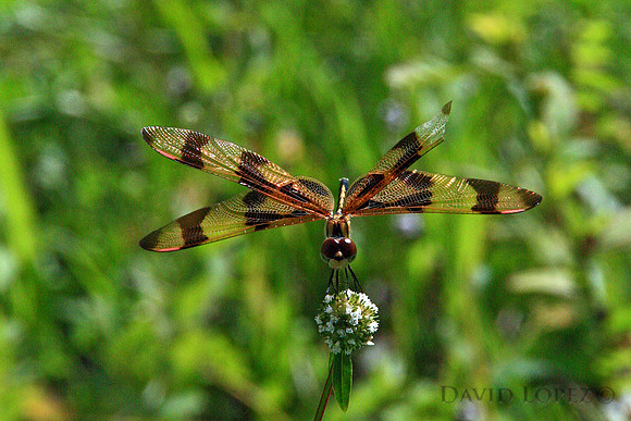 Dragon Fly-July 21