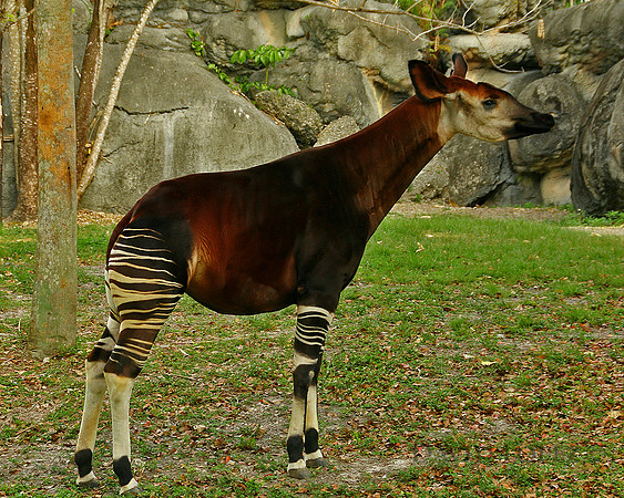 Okapi