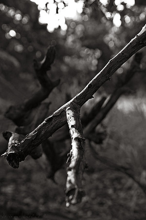 Branch-July 15