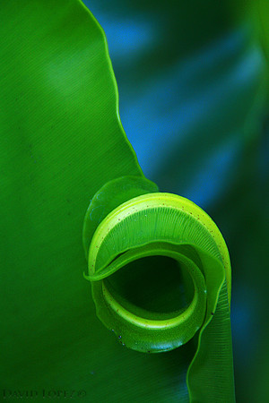 Green Curl