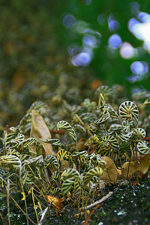 Little Ferns-July16