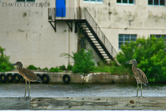 Two Young Black Crown Night Herons