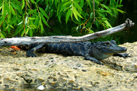 Young Gator