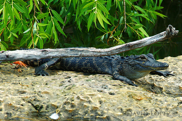 Young Gator