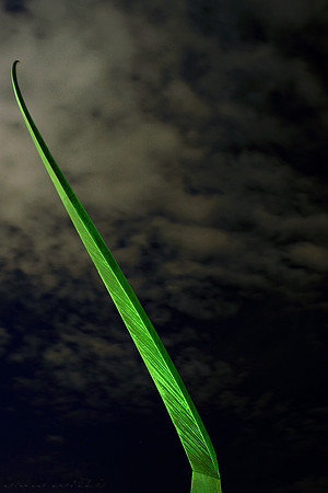 Green thing.