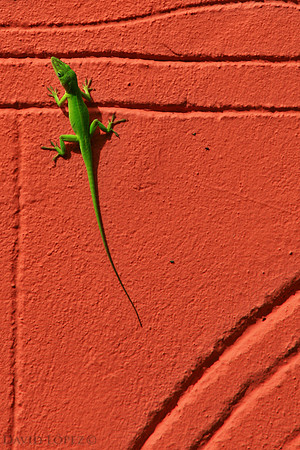 Green Lizzard-July17
