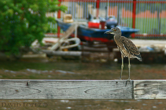 Young Black Crown Night Heron-July17