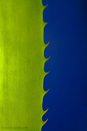 GreenBlue