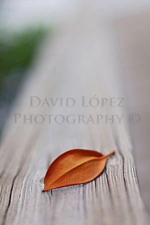 The Lonely Leaf