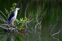 Black Crowned Night Heron