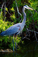 Great Blue Heron