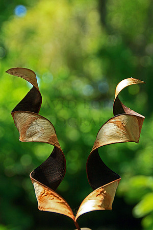 Seed pod-August 2